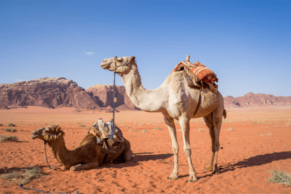 A Desert of Discovery: Geological Wonders of Morocco’s Sahara