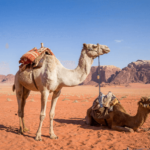 A Desert of Discovery: Geological Wonders of Morocco’s Sahara