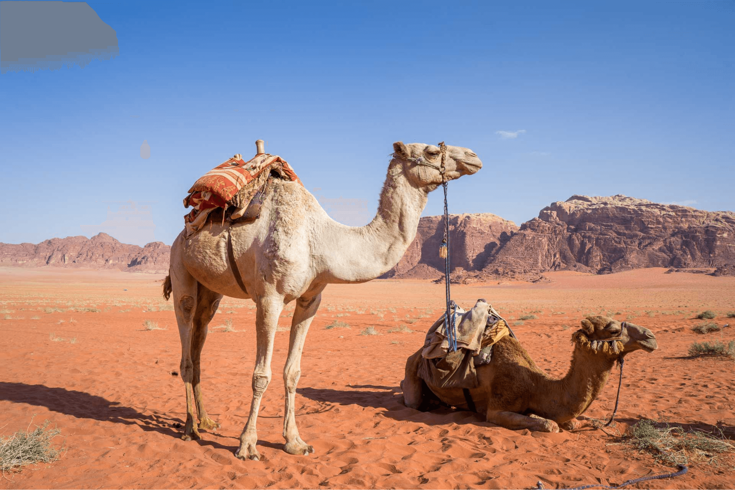 Read more about the article A Desert of Discovery: Geological Wonders of Morocco’s Sahara