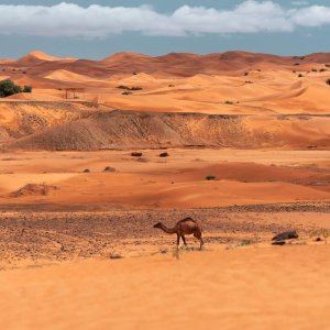 Camel trekking in Merzouga desert